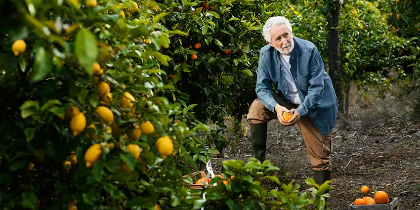 Zitronengärten Limone