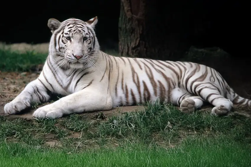 Familie im Zoo Le Cornelle