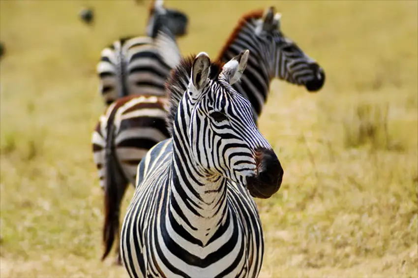 Tropenhaus Le Cornelle