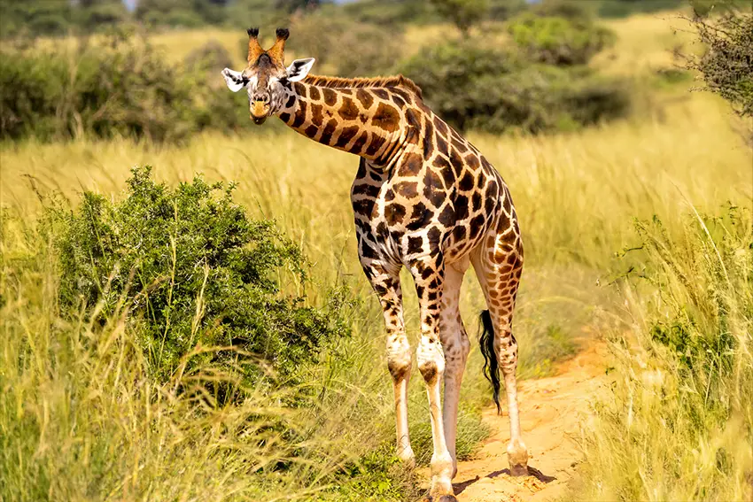 Safari Parco Natura Viva