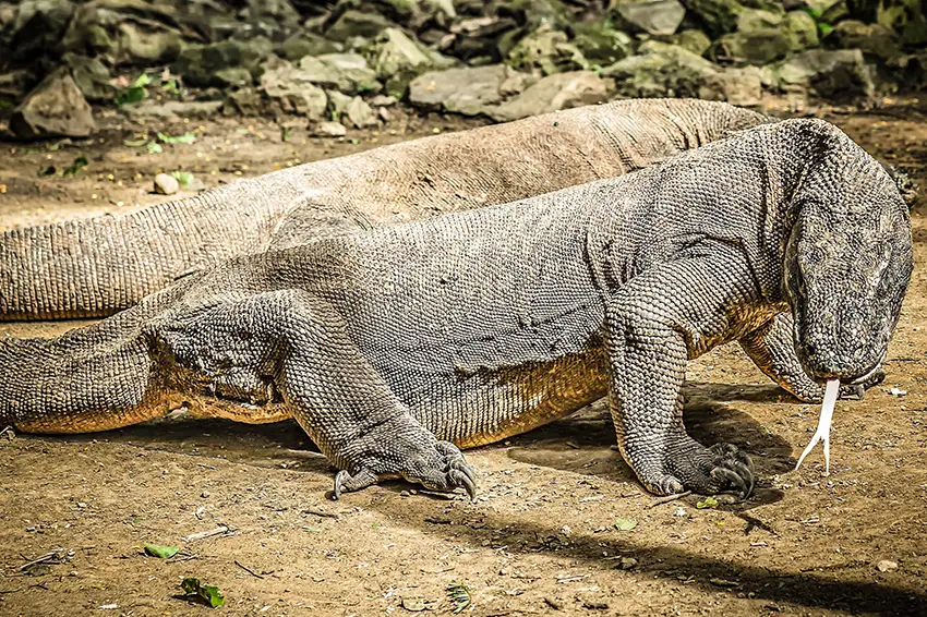 Tiere Parco Natura Viva
