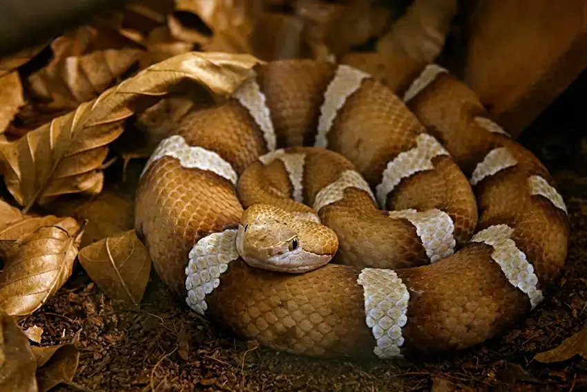 Schlangen und Reptilien Reptiland