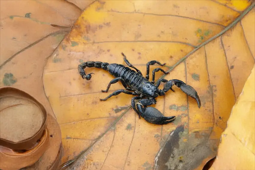 Terrarien und Ausstellung Reptiland