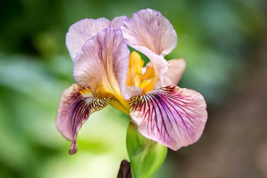 Blütenlandschaft Parco Sigurtà